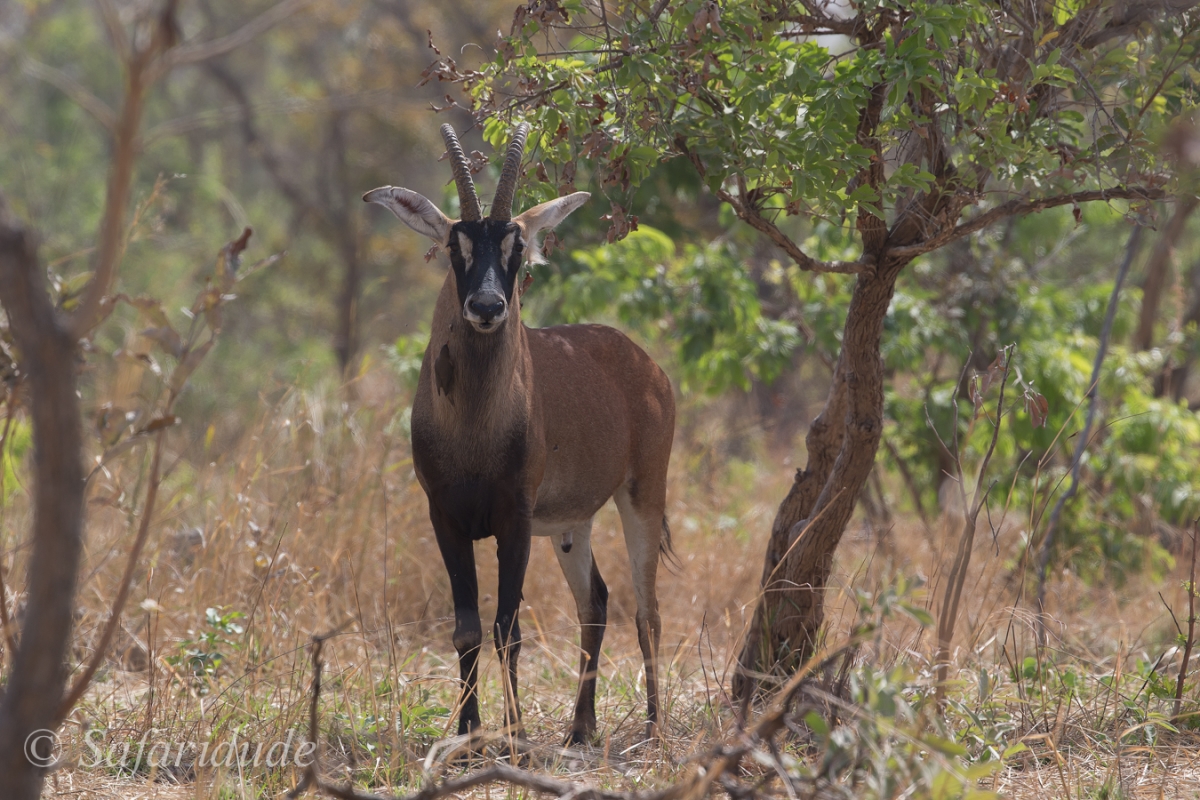Pendjari National Park, Benin - January 2015 - Benin ...