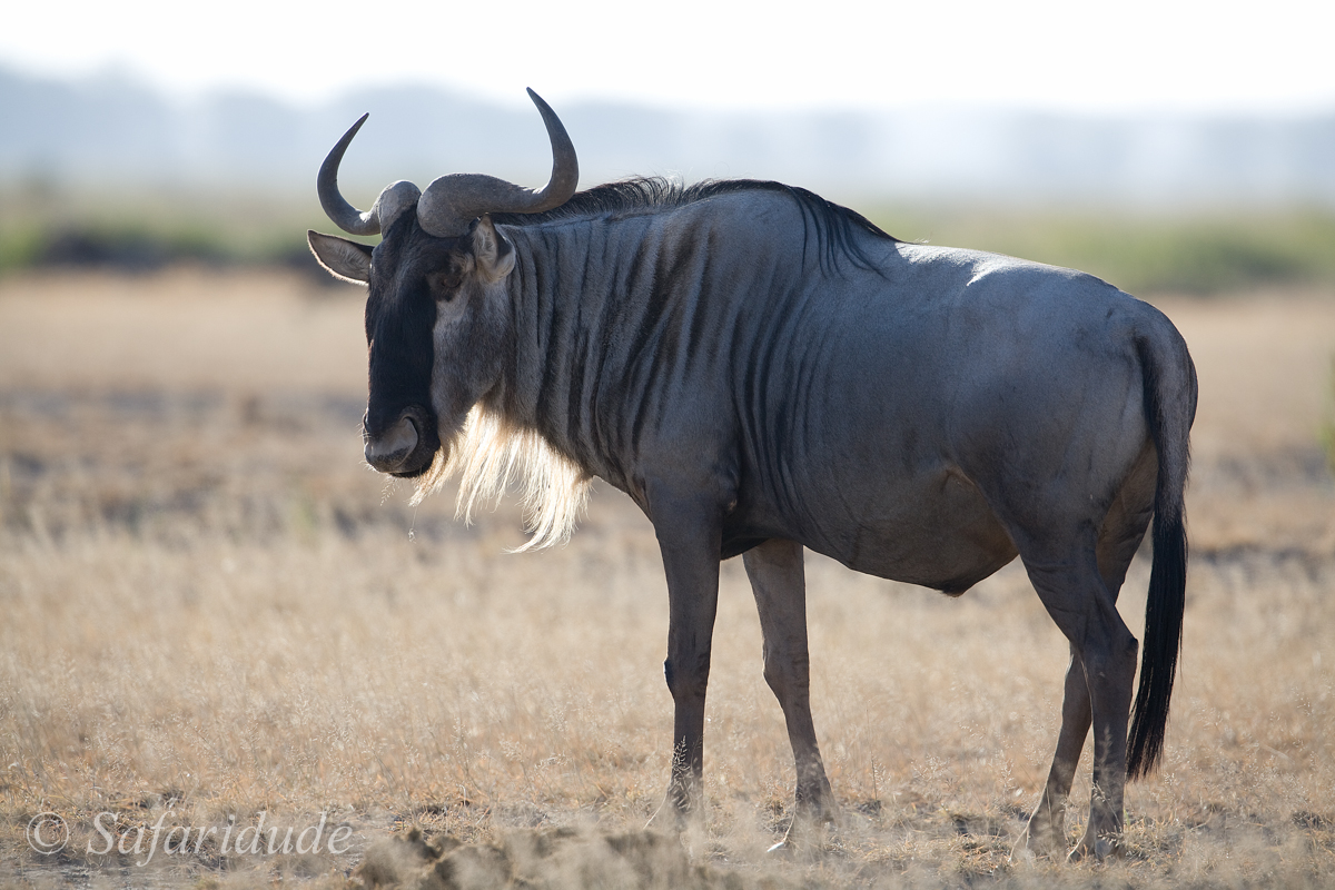 The "Wildebeest Slam" - Your Africa images - Safaritalk
