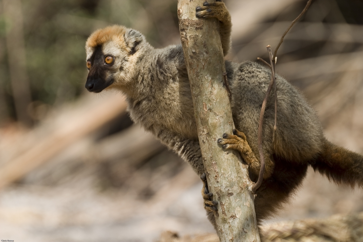 Show Us Your Lemurs! - Your Africa images - Safaritalk