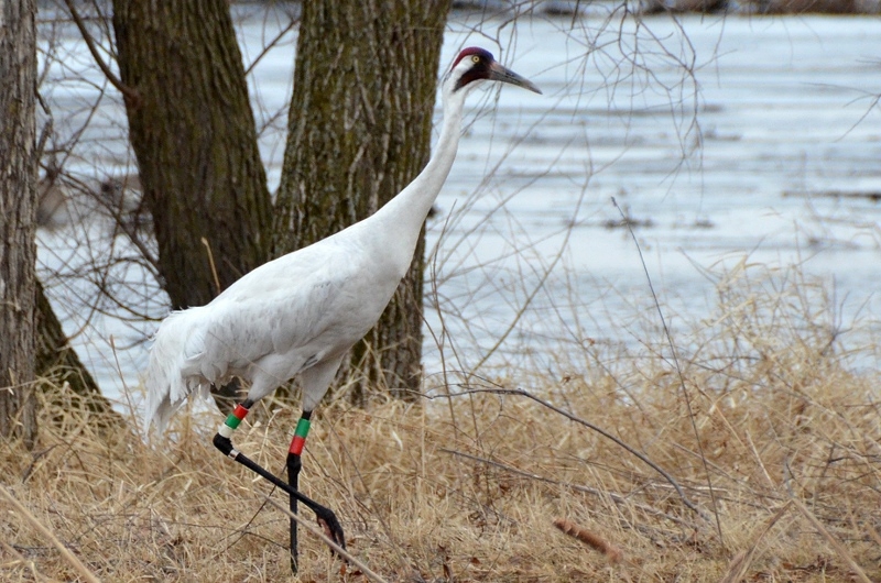 Whoooping Cranes in Wisconsin Worldwide birds Safaritalk