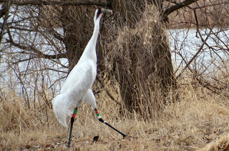 Whoooping Cranes in Wisconsin Worldwide birds Safaritalk