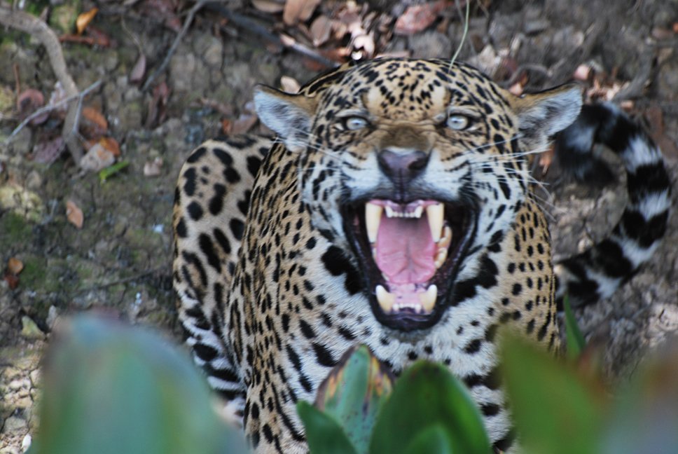 Show us your Jaguars Wildlife images from around the world Safaritalk