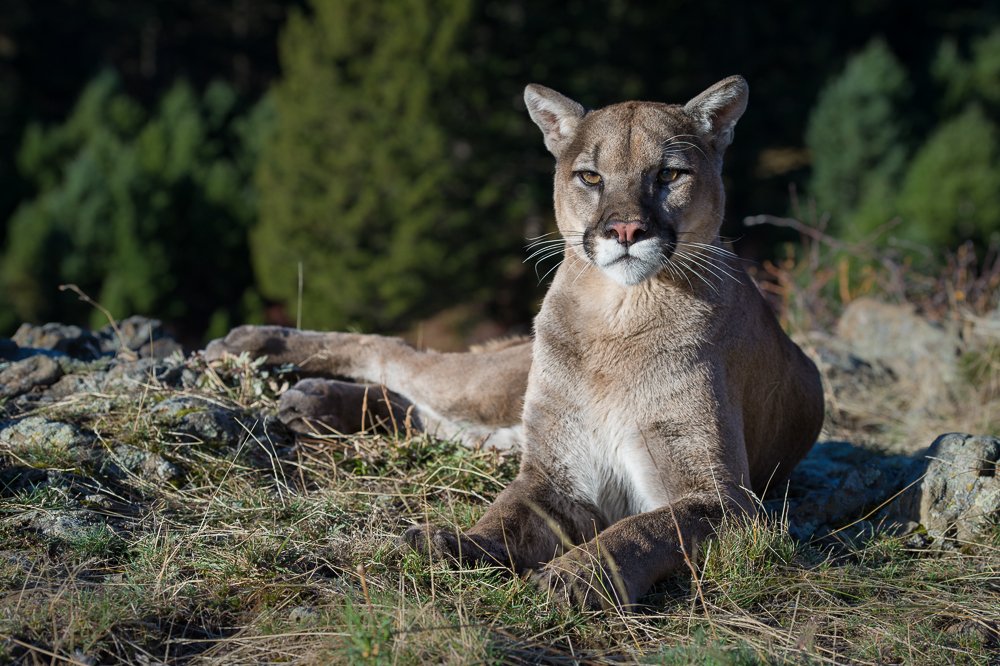 Predators of Montana Worldwide Safaritalk