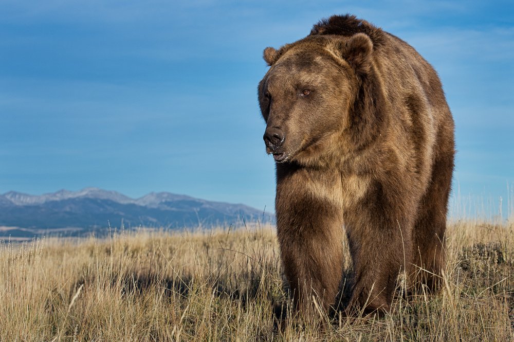Predators of Montana Worldwide Safaritalk