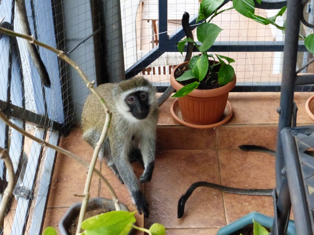 Balcony attack by Monkeys Your Africa images Safaritalk