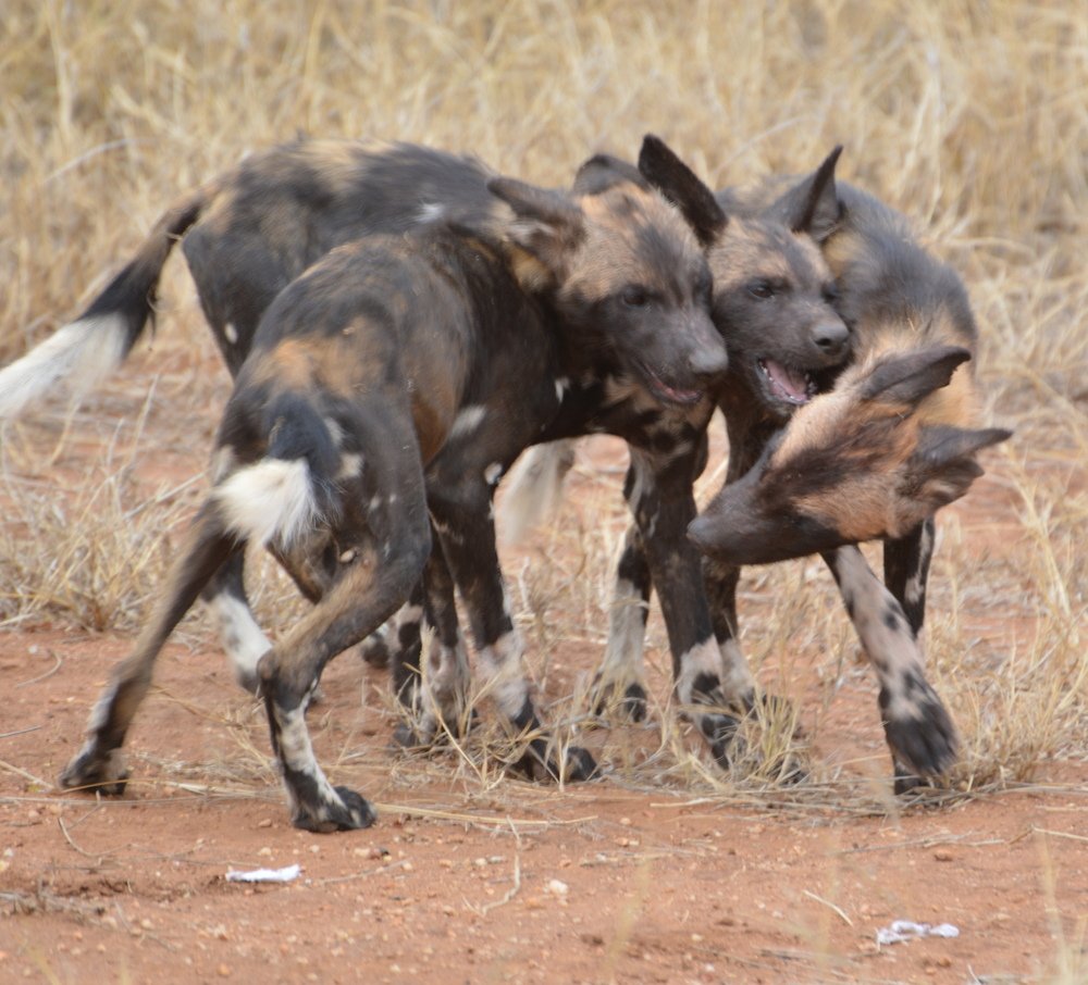 A tribute to canids worldwide - Wildlife images from around the world ...