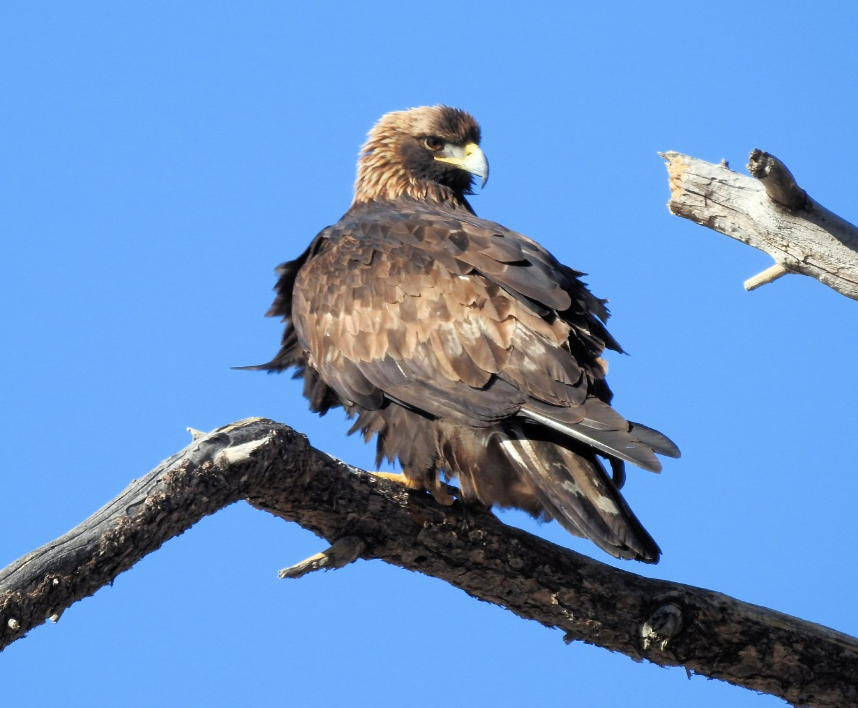 Quick New Mexican Winter Adventure – Rosy Finches - North America inc