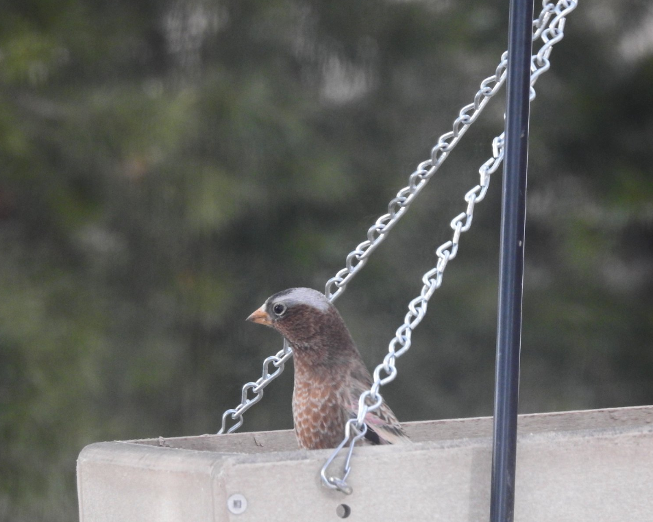 Quick New Mexican Winter Adventure – Rosy Finches - North America inc