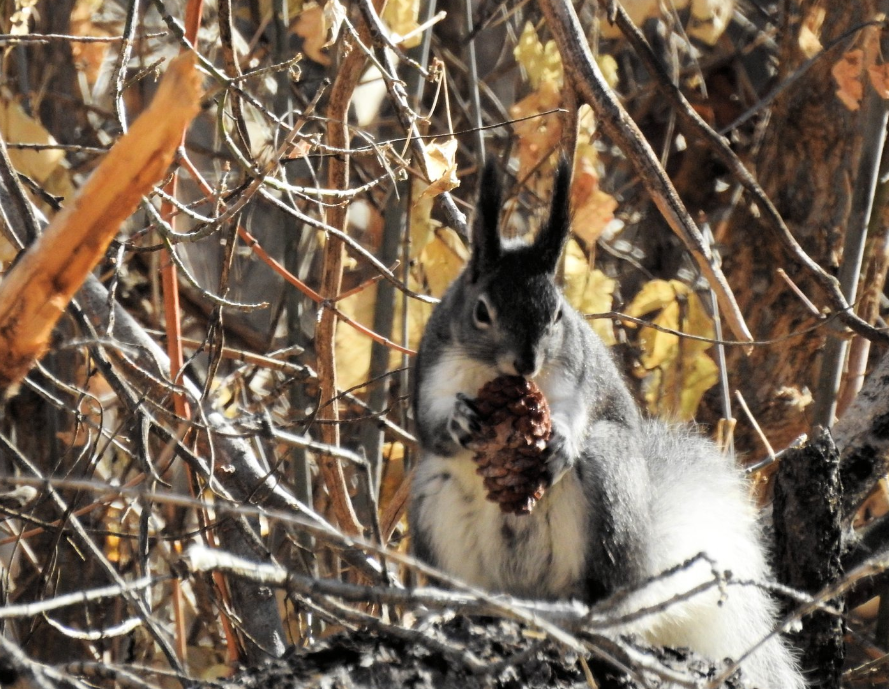 Quick New Mexican Winter Adventure – Rosy Finches - North America inc