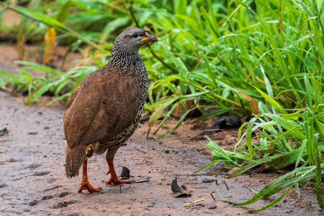 Michael´s Fifth Year - Page 8 - Big Year 2020 - Safaritalk