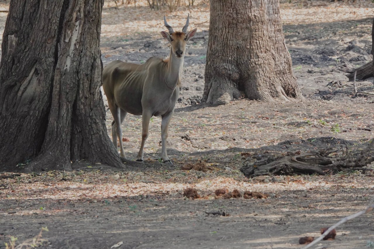 Seven unforgettable nights in wild Gonarezhou NP with Bush Bound ...