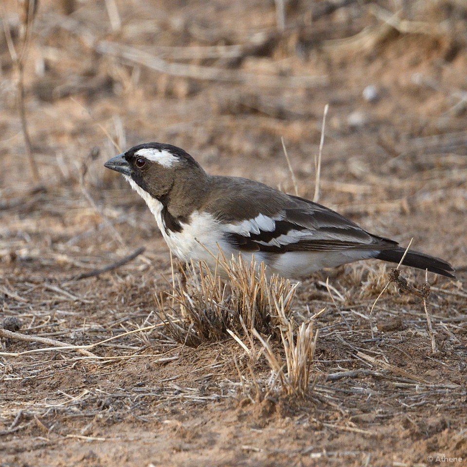 Samburu bird ID please - Africa birds - Safaritalk