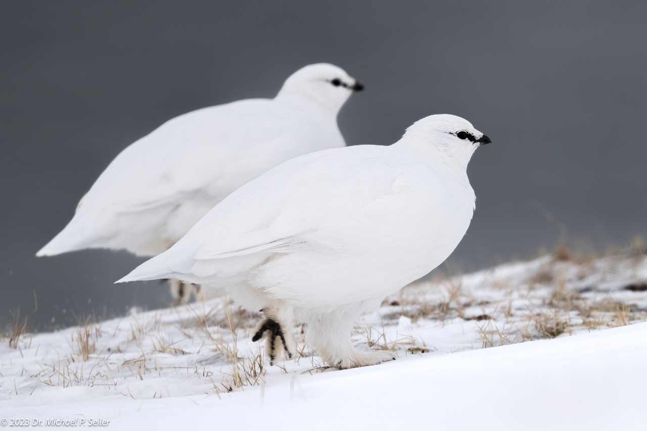 Braving the Storms - Svalbard Snowmobile Expedition in Late Winter ...