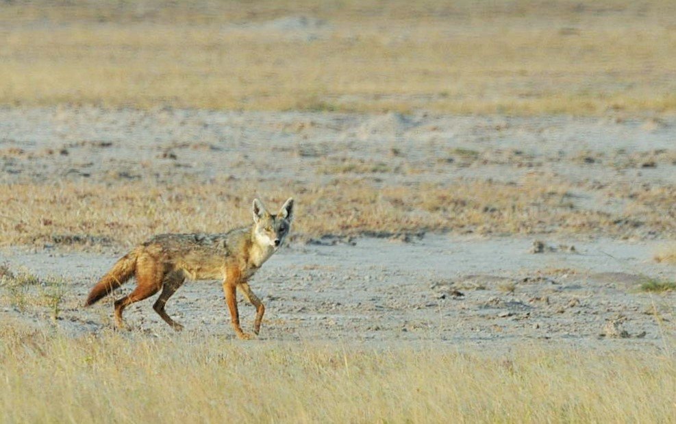 Kenya Mammals, Birds & Herps 2023 - Kenya - Safaritalk