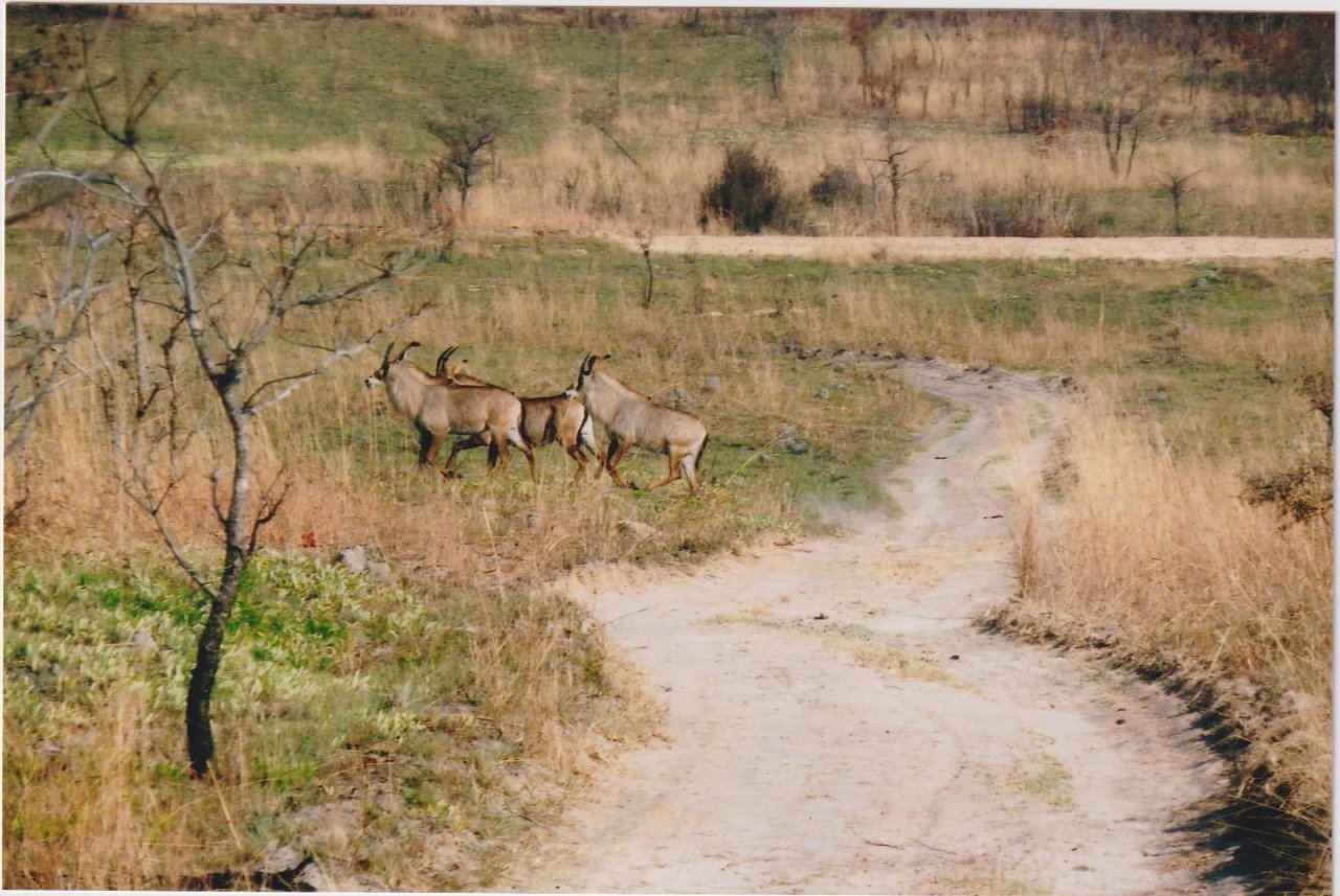 Show us your roan... - Your Africa images - Safaritalk