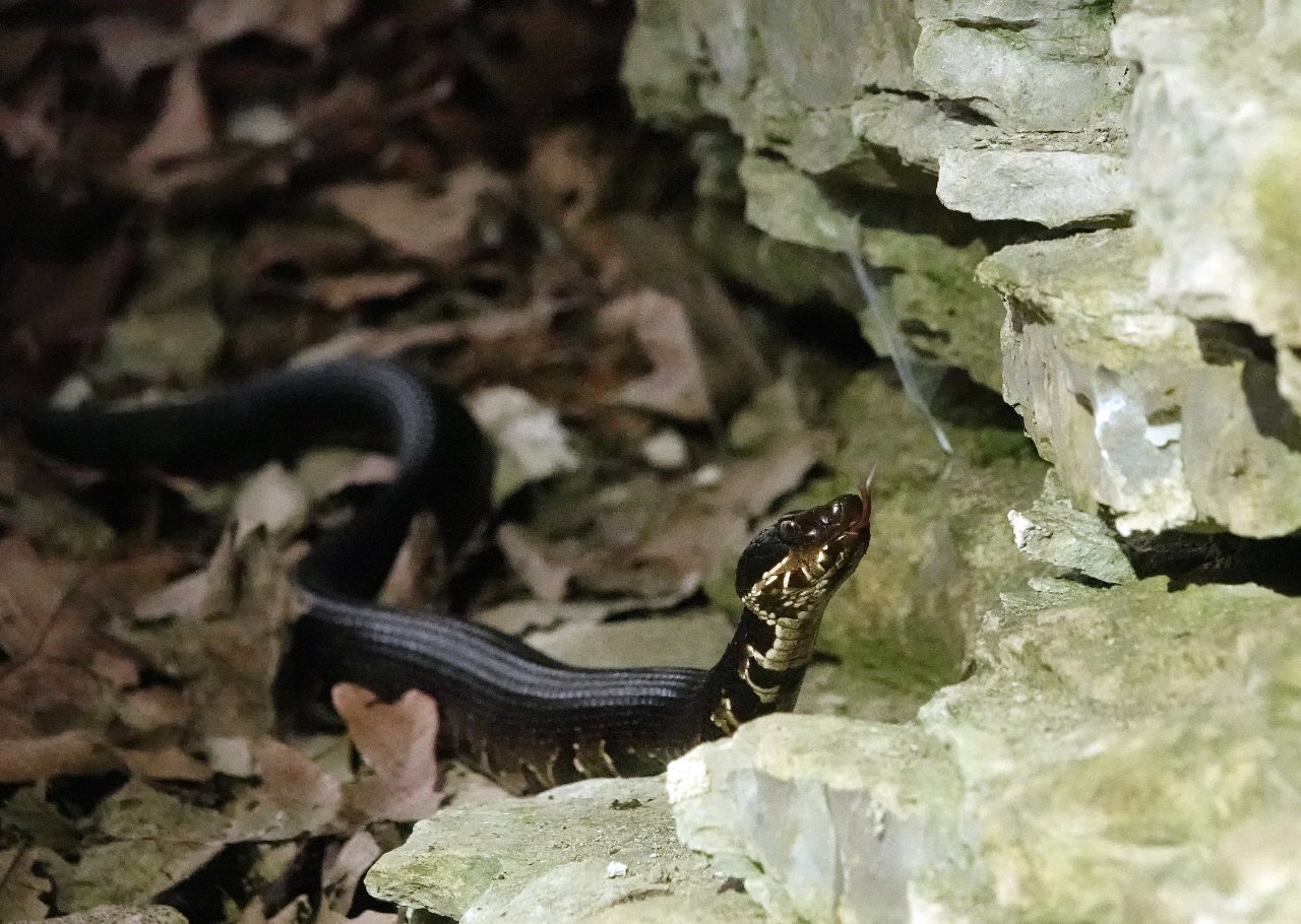 Snake Road in Shawnee National Forest in Early October North America