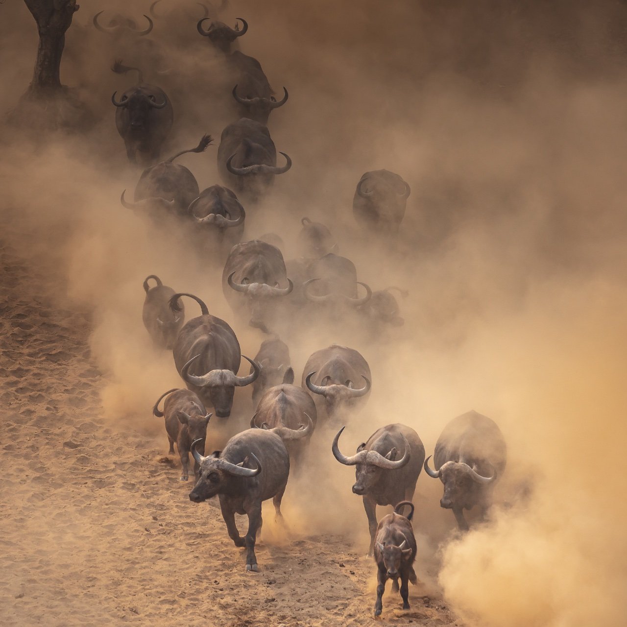 Buffalo running down to the spring in Chitake - Mana Pools sep. 2023 ...