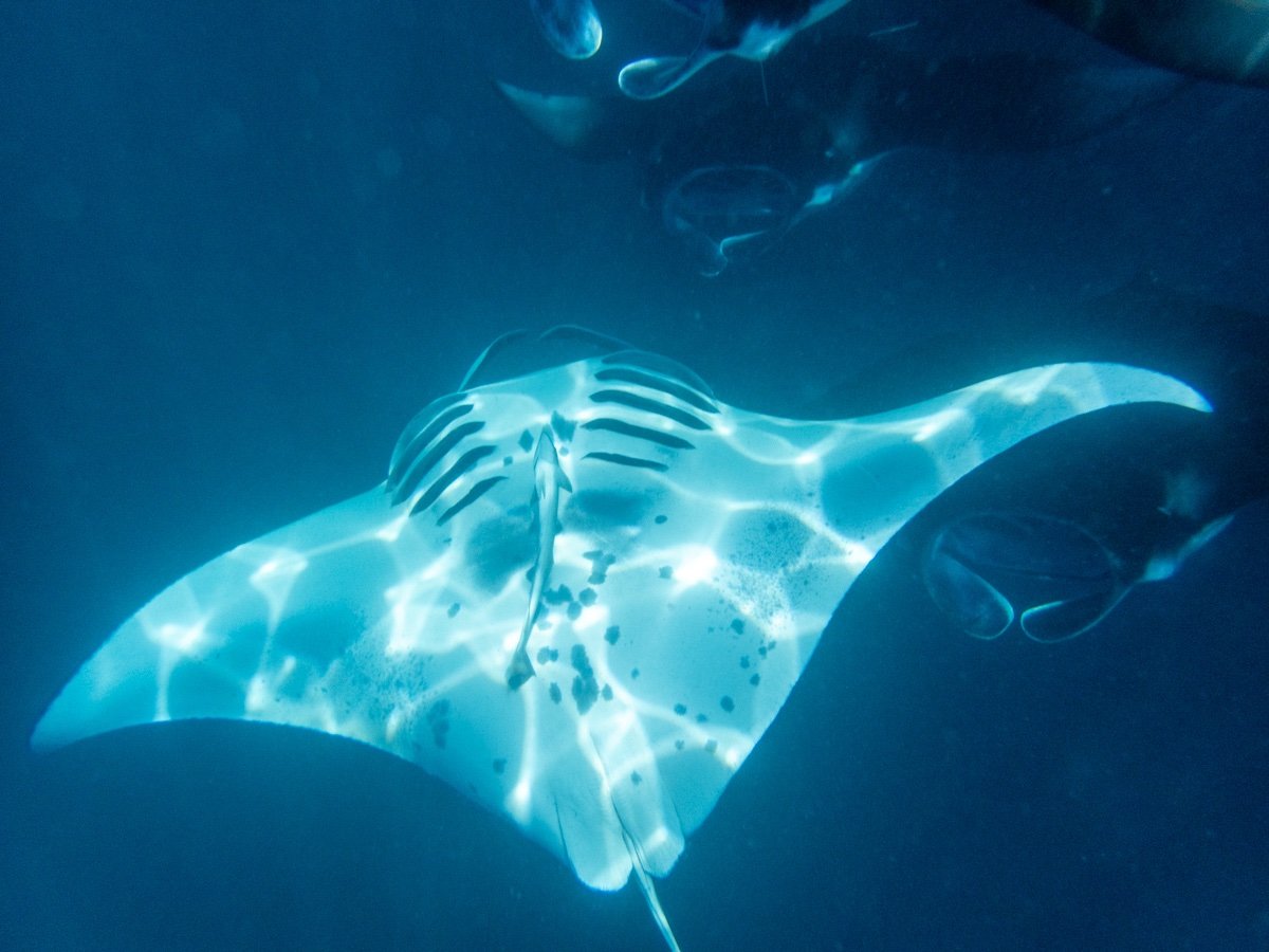 Maldives Rays Maldives Manta Rays - Asia - Safaritalk