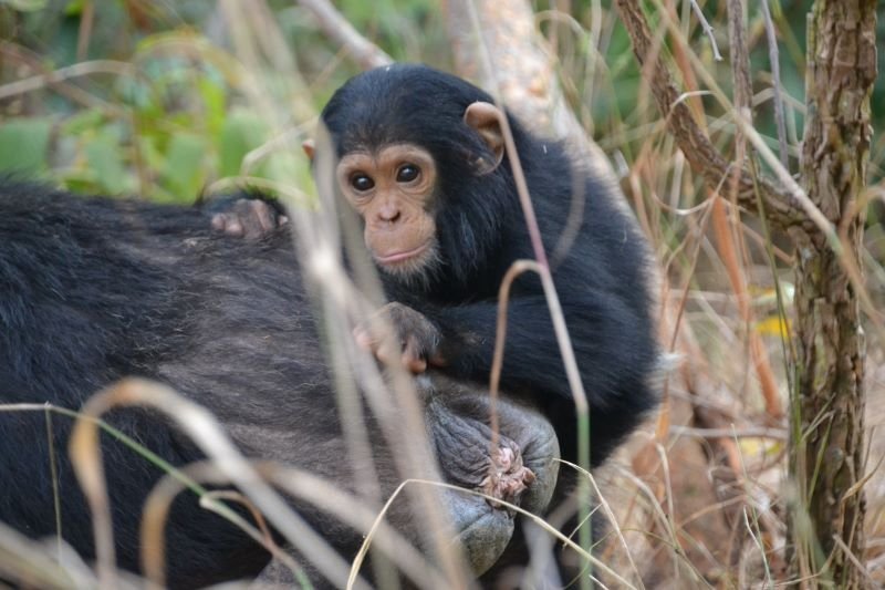 Back to Tanzania (Gombe, Nyerere, Ruaha) in July 2024 after the safari ...