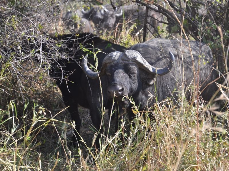 Back to Tanzania (Gombe, Nyerere, Ruaha) in July 2024 after the safari ...