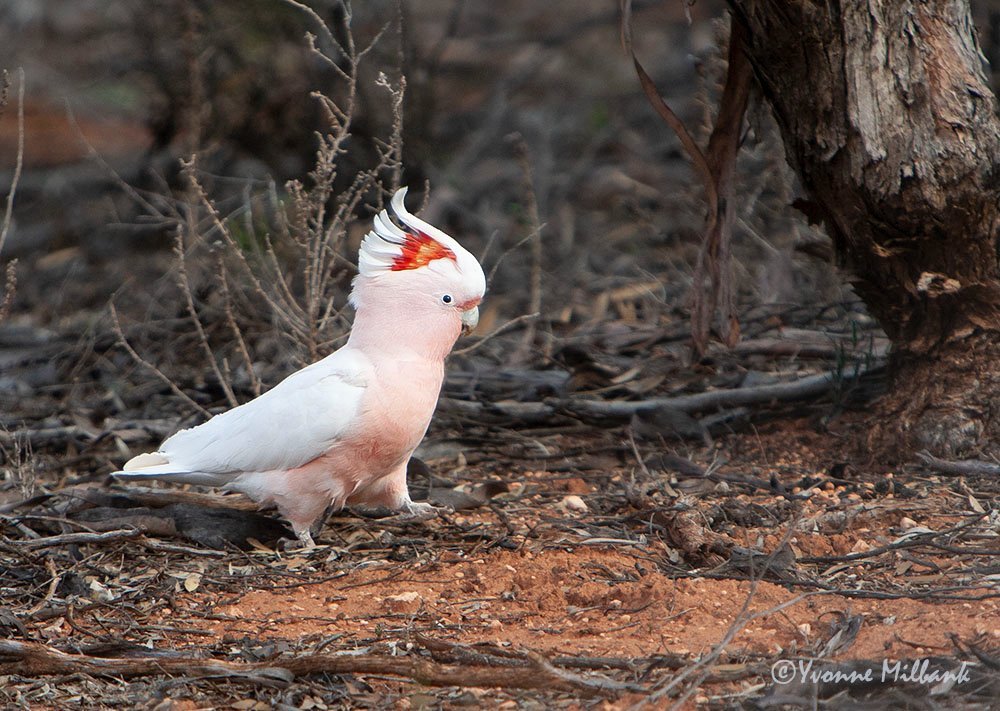 Edge of the Outback - Australasia and Pacific - Safaritalk