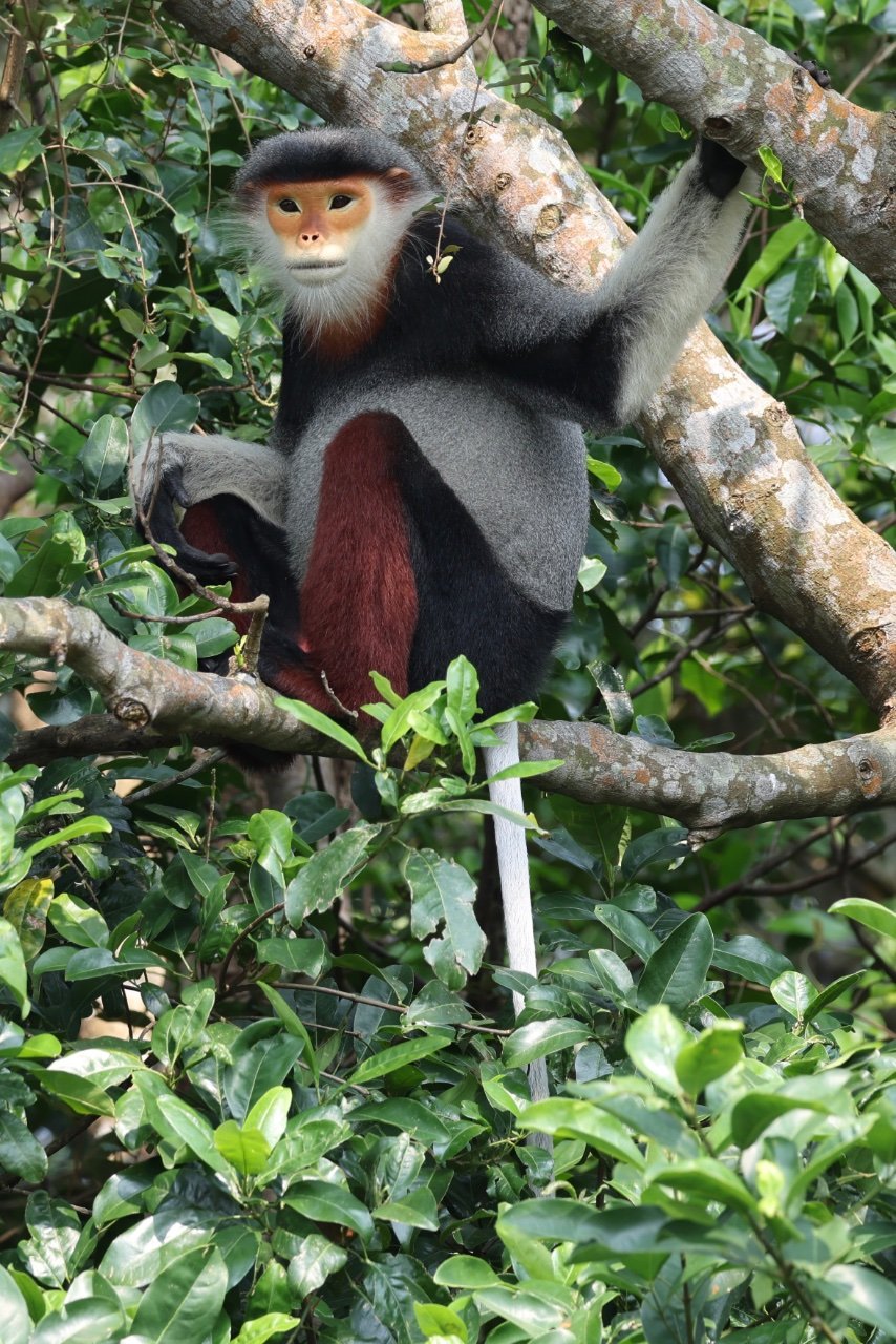 PRIMARILY PRIMATES - VIETNAM APRIL 2025. - Asia - Safaritalk