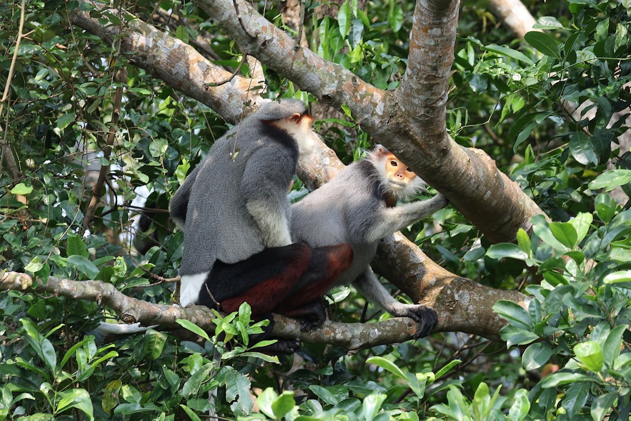 PRIMARILY PRIMATES - VIETNAM APRIL 2025. - Asia - Safaritalk
